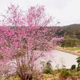 View lô đất đầu tư tại Xuân Sơn Đà Lạt vào mùa xuân với hoa anh Đào nở rộ